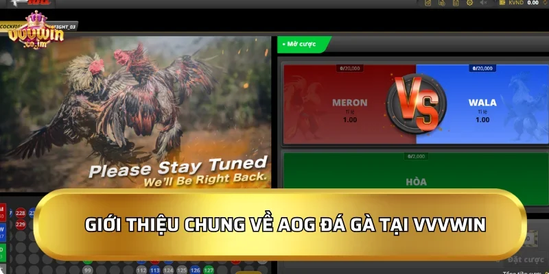 Giới thiệu chung về AOG Đá Gà tại VVVWin